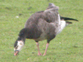 Barnacle Goose x Greylag Goose hybrid